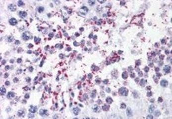 Goat anti-DUSP14 / MKP6 Antibody