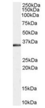 Goat anti-STUB1 / CHIP Antibody