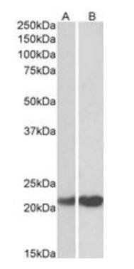 Goat anti-PEBP1 Antibody