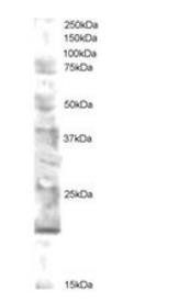 Goat anti-UEV2V2 / MMS2 Antibody