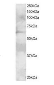 Goat anti-GRB7 (N Terminus) Antibody