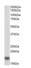 Goat anti-AIF1 / IBA1 (isoform 1 and 3), biotinylated Antibody