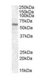Goat anti-TFE3 Antibody