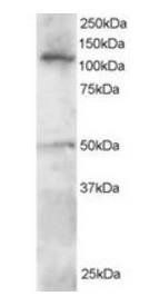 Goat anti-SMARCA3 Antibody
