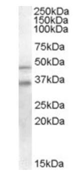 Goat anti-GULP1 / CED6 Antibody