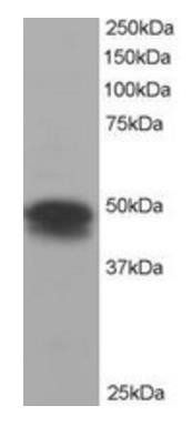 Goat anti-Flotillin 1 Antibody