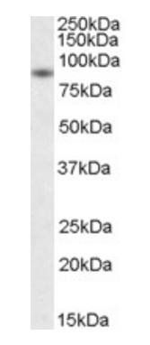 BAG3 antibody