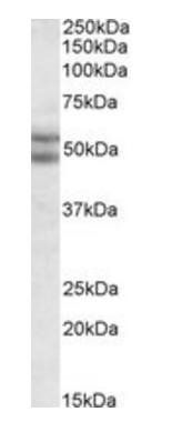 Goat anti-BAG5 (N Terminus) Antibody