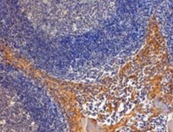 Goat anti-RANBP8 / IPO8 Antibody