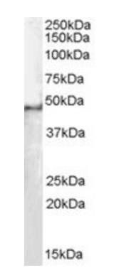 Goat anti-SF3B4 / SAP49 Antibody