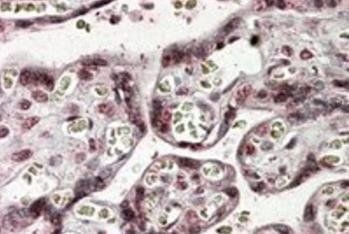 Goat anti-NFATC4 Antibody