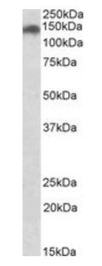 Goat anti-CAPE Antibody