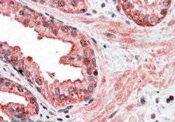 Goat anti-GCIP / MAID Antibody