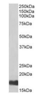 Goat anti-UBE2I, Biotinylated Antibody