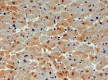 Goat anti-E2-230K / UBE2O Antibody