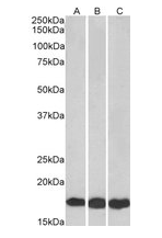 Goat anti-UBE2L3 Antibody