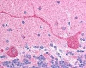 Goat anti-CHFR Antibody