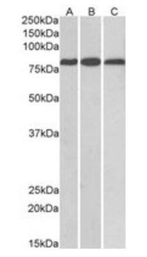 Goat anti-MID2 / TRIM1 Antibody