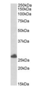 Goat anti-RNF35 / TRIM40 Antibody