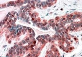 Goat anti-SNX12 Antibody