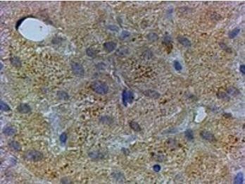 Goat anti-PEX13 Antibody