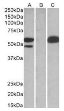 TRIM21 antibody