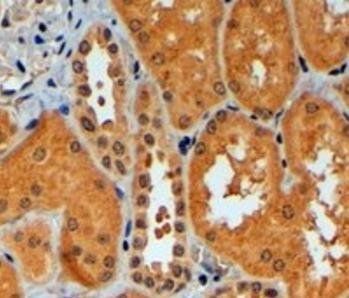 Goat anti-TRIM11 Antibody