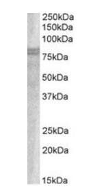 Goat anti-SNX18 / SNAG1 Antibody