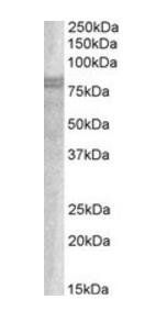 SNX18 antibody