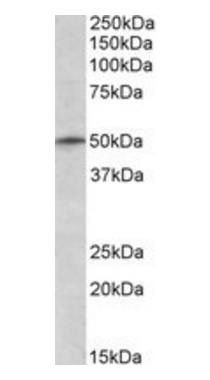 Goat anti-TRIM35 / MAIR Antibody
