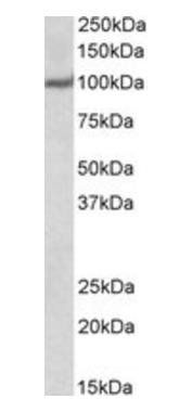 Goat anti-USP4 / UNP Antibody