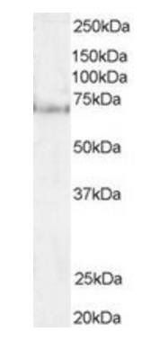 Goat anti-Pescadillo Antibody