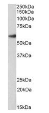 FOXA2 antibody (Biotin)