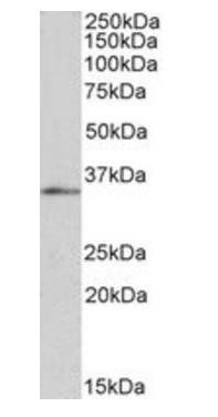 Goat anti-FOXB1 / FKH5 Antibody