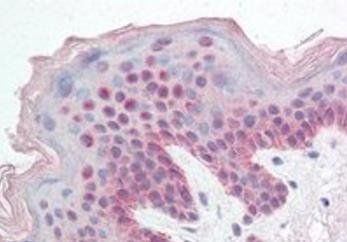 Goat anti-FBXL10 / PCCX2 Antibody