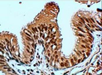 Goat anti-FBXL12 Antibody