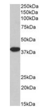 Goat anti-MRG15 / MORF4L1, Biotinylated Antibody