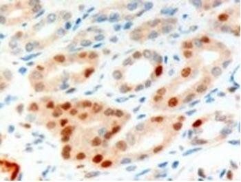 Goat anti-ANILLIN / Scraps (C Terminus) Antibody
