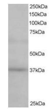 Goat anti-ATP6IP2 / Renin receptor Antibody