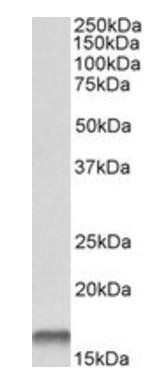Goat anti-Cystatin B / Stefin B Antibody