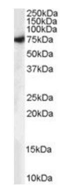 Goat anti-MUNC18 / STXBP1 (isoform a) Antibody