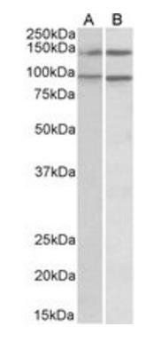 Goat anti-P114-RHO-GEF / ARHGEF18 Antibody