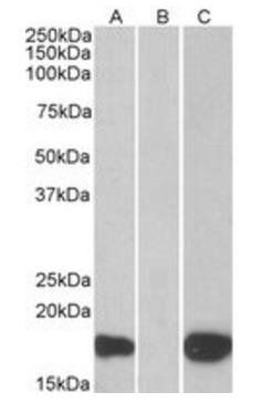 PHLDA3 antibody