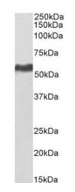 KPNA2 antibody (Biotin)