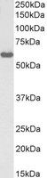 Goat anti-KPNA3 / IPOA4, Biotinylated Antibody