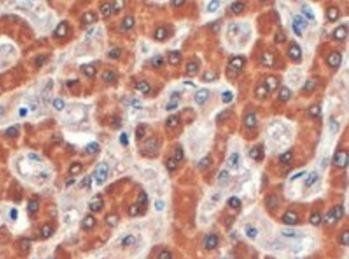 Goat anti-Syntenin 2 Antibody
