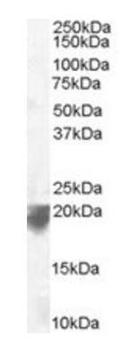 Goat anti-VPS29 (C Terminus) Antibody