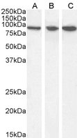 Goat anti-VPS35 / MEM3 Antibody