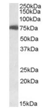 Goat anti-USH1C / Harmonin Antibody