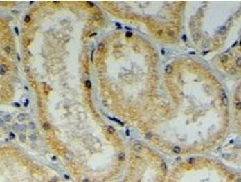 Goat anti-MDG1 / DNAJB9 Antibody